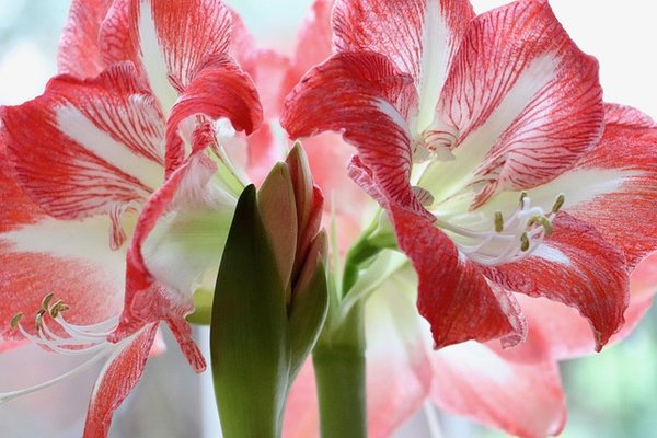 Prestige amaryllis : offrez à votre jardin des fleurs éclatantes.